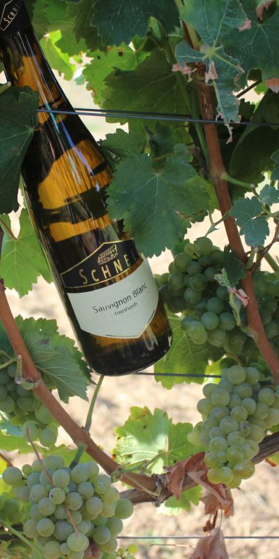 <br>2024er Sauvignon blanc feinherb<br>